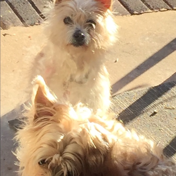 Meet your Posher, Sheila - Picture 1 of 2